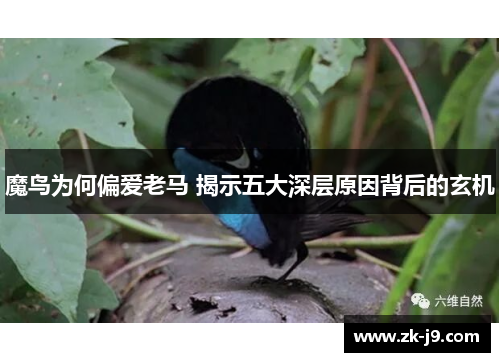 魔鸟为何偏爱老马 揭示五大深层原因背后的玄机 魔鸟为何偏爱老马 揭示五大深层原因背后的玄机